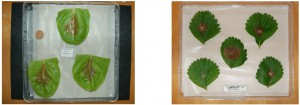 Tests d’inoculation sur des feuilles détachées de laitue et fraisier par Botrytis cinerea. (J. Aarrouf et L. Urban)